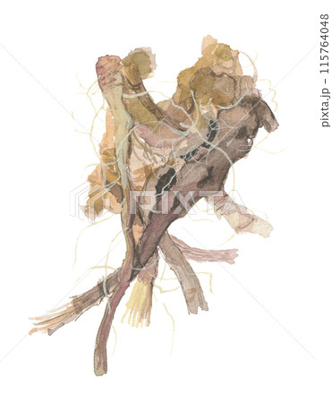 水彩で描いたイタドリの根　虎杖根 115764048