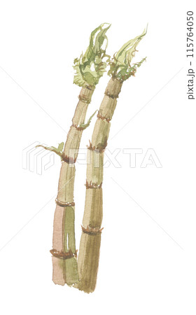 水彩で描いたイタドリ 115764050