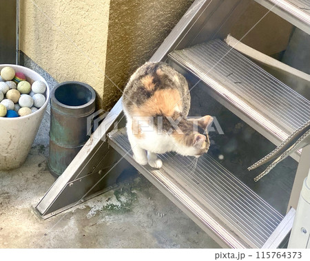 外階段に乗る縞三毛猫ちゃん 115764373