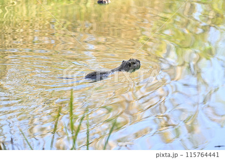 ヌートリア 115764441