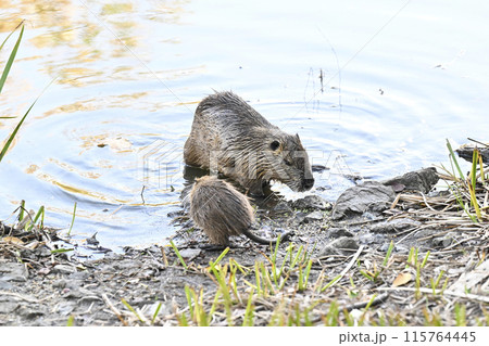 ヌートリア 115764445