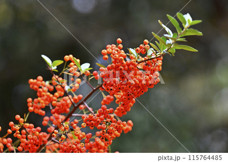 サンザシ サンザシ 115764485