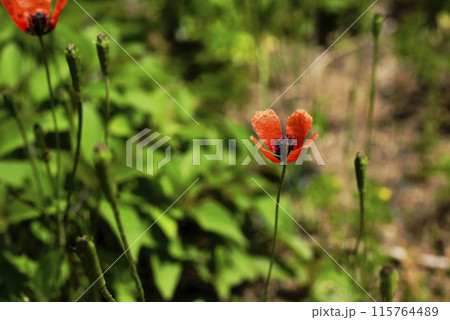 ケシの花 ケシの花 115764489