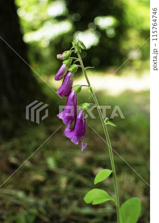 ジギタリス・プルプレア ジギタリス・プルプレア 115764746