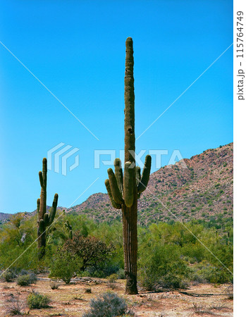 San Tan Mountains Sonora Desert Arizona 115764749