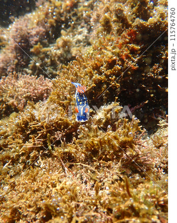水中写真　アオウミウシ 115764760