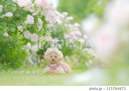ローズガーデンとトイプードル 115764873