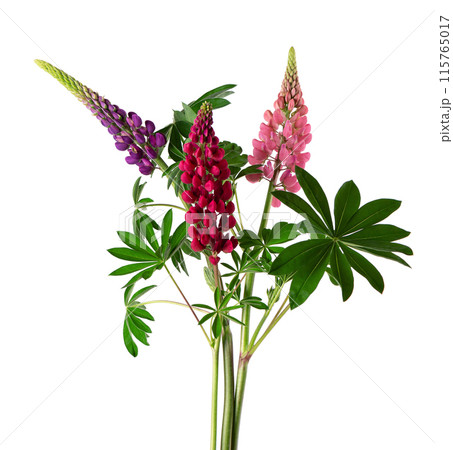 Bouquet of colorful lupine flowers, isolated on white background. Bunch of lupines, spring flower. Bouquet of colorful lupine flowers, isolated on white background. Bunch of lupines, spring flower. 115765017