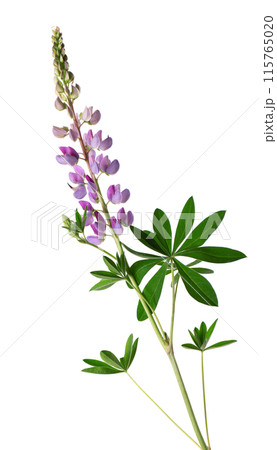 Violet lupine flower isolated on white background. Bunch of colorful lupines, spring flower. Violet lupine flower isolated on white background. Bunch of colorful lupines, spring flower. 115765020