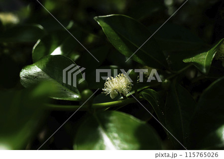 グアバの花 115765026
