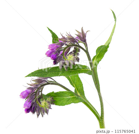 Comfrey flowers isolated on white background. Symphytum officinale plant. Comfrey bush with flowers. Herbal medicine. Clipping path. Comfrey flowers isolated on white background. Symphytum officinale plant. Comfrey bush with flowers. Herbal medicine. Clipping path. 115765041