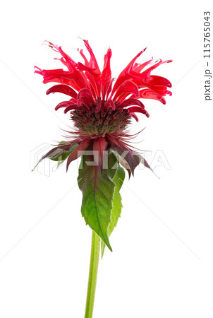 Monarda flower isolated on a white background. Bergamot flower. Oswego tea, scarlet beebalm. Monarda flower isolated on a white background. Bergamot flower. Oswego tea, scarlet beebalm. 115765043