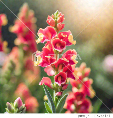 キンギョソウ 115765121