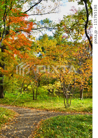 皇居東御苑 二の丸雑木林の美しい紅葉(東京都千代田区) 皇居東御苑 二の丸雑木林の美しい紅葉(東京都千代田区) 115765198