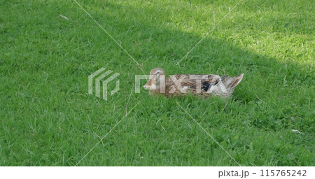A duck lies on the grass on the shore of a pond and rests. Gray cute duck relaxes in a clearing on the grass close-up. A beautiful gray duck sleeps on the lawn. A duck lies on the grass on the shore of a pond and rests. Gray cute duck relaxes in a clearing on the grass close-up. A beautiful gray duck sleeps on the lawn. 115765242