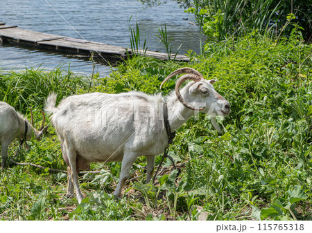 White goat on green field near pond. white milk goat chews green grass on summer day.  115765318