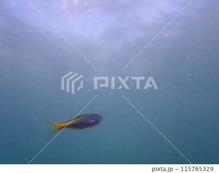 小魚いっぴき 小魚いっぴき 115765329