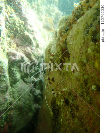 オトヒメエビ 115765330