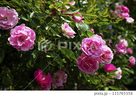 ピンク色の薔薇 ピンク色の薔薇 115765358
