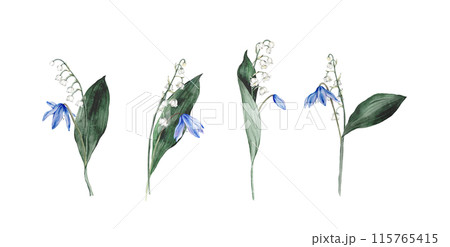 Set of bouquet of the light blue scillas and white lilies of the valley - first spring flowers with green leafs. Watercolor botanical illustration of lilac flowers. Hand drawn isolated on background. Set of bouquet of the light blue scillas and white lilies of the valley - first spring flowers with green leafs. Watercolor botanical illustration of lilac flowers. Hand drawn isolated on background. 115765415