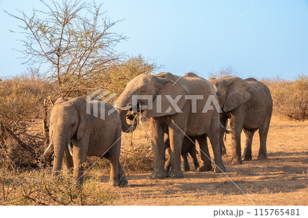 Family Herd of Elephants Walking in a Line in South Africa Family Herd of Elephants Walking in a Line in South Africa 115765481