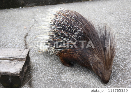 ヤマアラシ 115765529