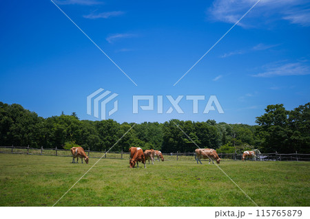 青空澄み渡る高原で撮った馬の写真 青空澄み渡る高原で撮った馬の写真 115765879