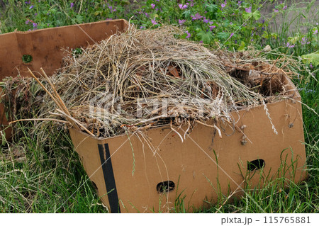Hay for mulch is collected for use in gardening. Dry grass is collected in a box. Hay for mulch is collected for use in gardening. Dry grass is collected in a box. 115765881