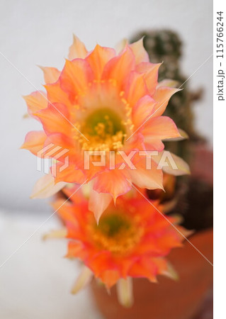 サボテン シャボテン Cactus 花 サボテン シャボテン Cactus 花 115766244