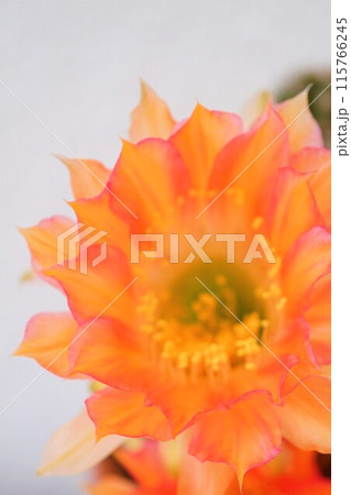 サボテン シャボテン Cactus 花 サボテン シャボテン Cactus 花 115766245