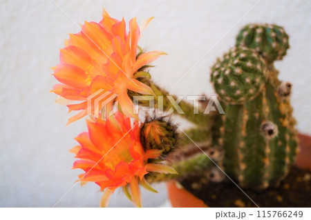 サボテン　シャボテン　Cactus　花 115766249