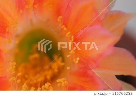 サボテン シャボテン Cactus 花 サボテン シャボテン Cactus 花 115766252