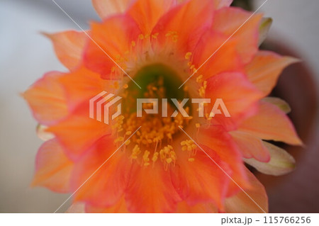 サボテン　シャボテン　Cactus　花 115766256