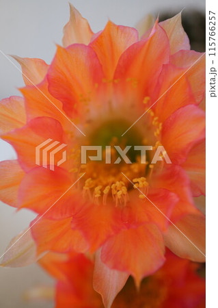 サボテン シャボテン Cactus 花 サボテン シャボテン Cactus 花 115766257