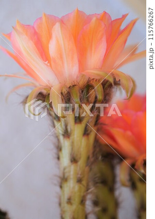 サボテン　シャボテン　Cactus　花 115766267