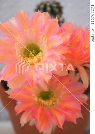 サボテン　シャボテン　Cactus　花 115766271