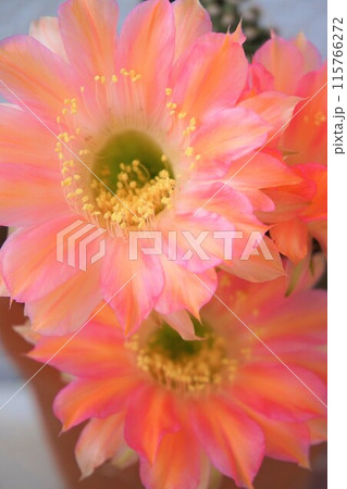 サボテン シャボテン Cactus 花 サボテン シャボテン Cactus 花 115766272