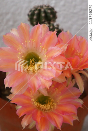 サボテン シャボテン Cactus 花 サボテン シャボテン Cactus 花 115766276