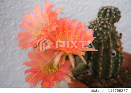 サボテン　シャボテン　Cactus　花 115766277