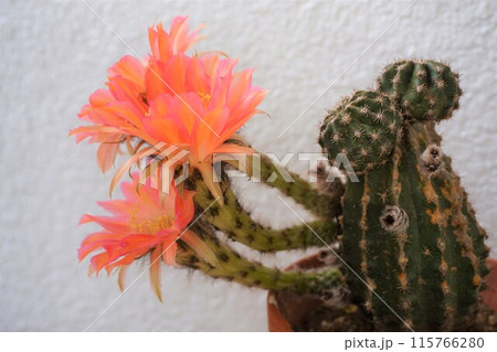 サボテン シャボテン Cactus 花 サボテン シャボテン Cactus 花 115766280