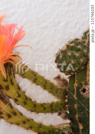 サボテン　シャボテン　Cactus　花 115766285