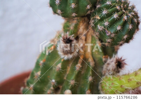 サボテン シャボテン Cactus 花 サボテン シャボテン Cactus 花 115766286