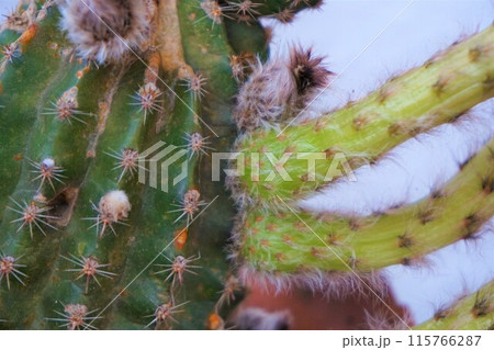 サボテン シャボテン Cactus 花 サボテン シャボテン Cactus 花 115766287