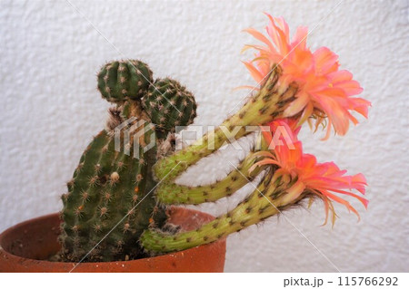 サボテン　シャボテン　Cactus　花 115766292