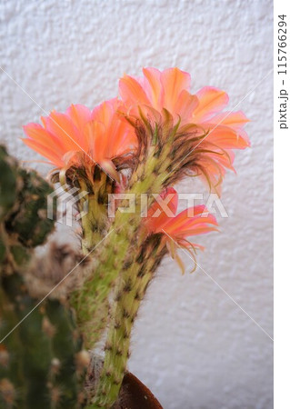 サボテン シャボテン Cactus 花 サボテン シャボテン Cactus 花 115766294