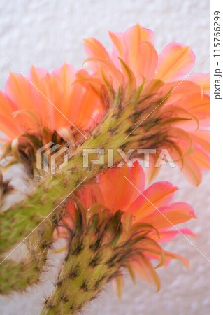 サボテン　シャボテン　Cactus　花 115766299