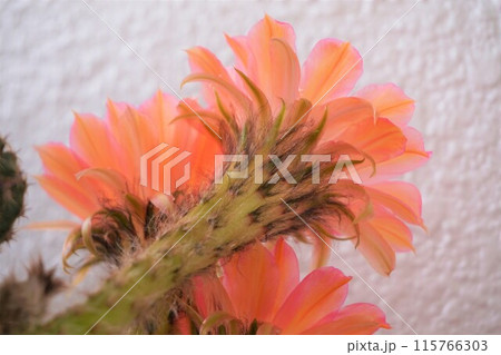 サボテン　シャボテン　Cactus　花 115766303