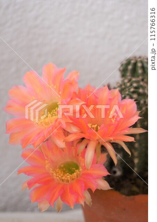 サボテン シャボテン Cactus 花 サボテン シャボテン Cactus 花 115766316