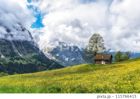 Wild flower fields in Grindelwald 115766415