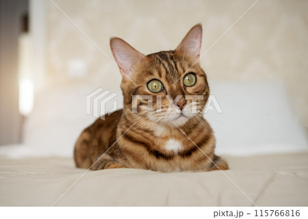A red Bengal cat lies on the bed at home. 115766816